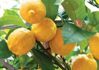 Bitter harvest: biuret in urea fertilizers has been seen to damage citrus foliage.

